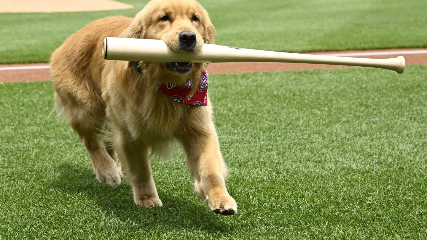 Anjing Pengambil Tongkat Nationals, Bruce, Menikmati Perhatian Pramusim, Debut MLB